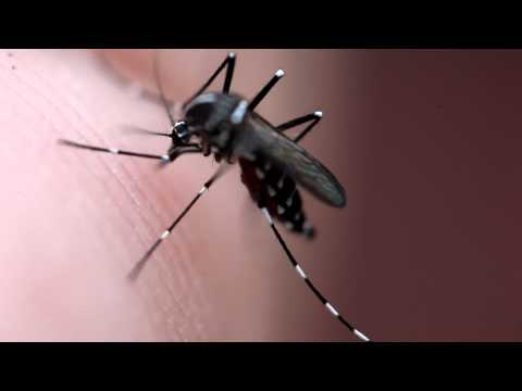 Mosquito sucking my blood at 3x magnification