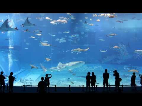 Most Awesome Aquarium Video Ever! Must See 2nd Largest Aquarium In The World